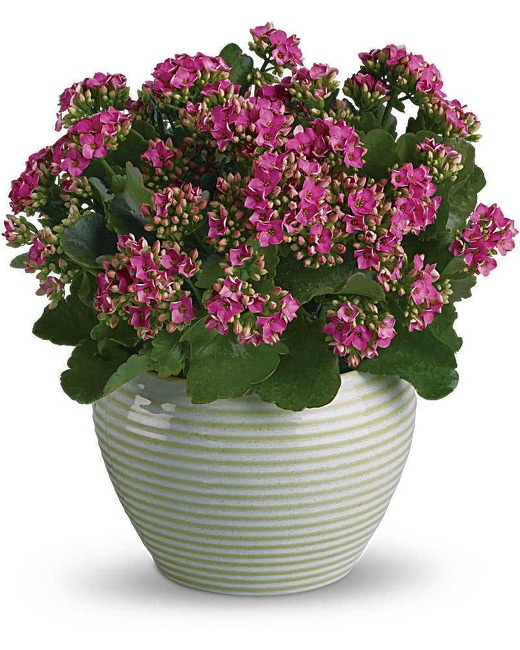 Kalanchoe Plant