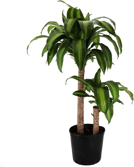 Corn Plant Combo from Verzaals Florist and Events in Wilmington, NC