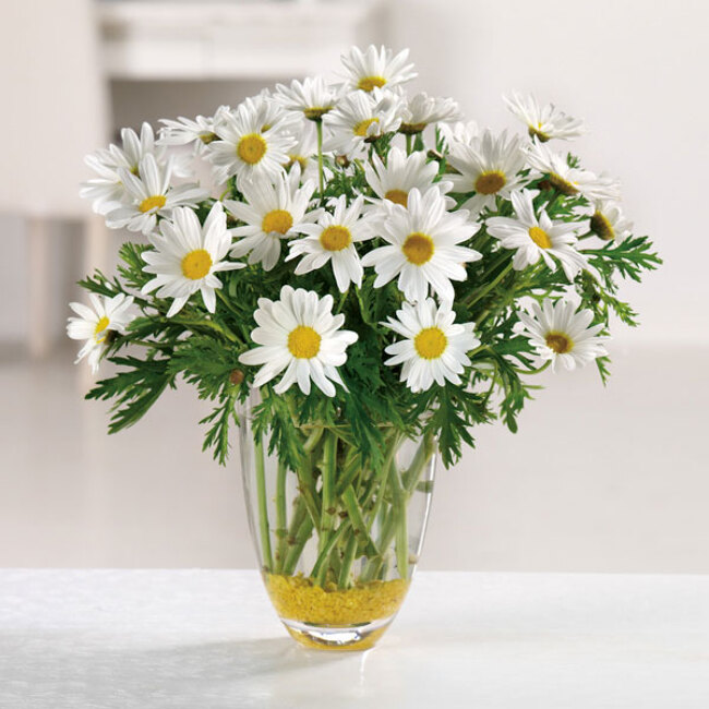 Daisy Craze