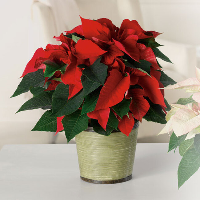 Classic Poinsettia from Verzaals Florist and Events in Wilmington, NC