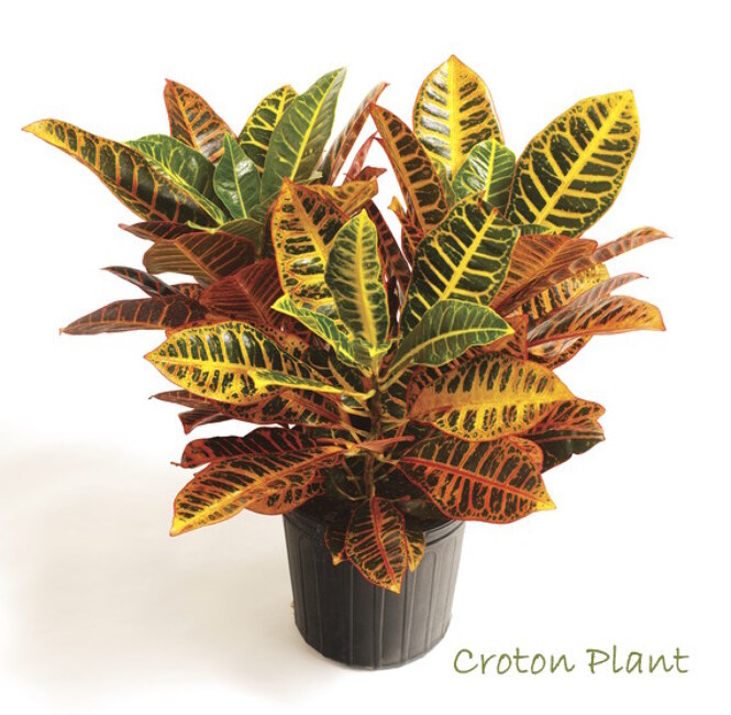 Croton Plant from Verzaals Florist and Events in Wilmington, NC