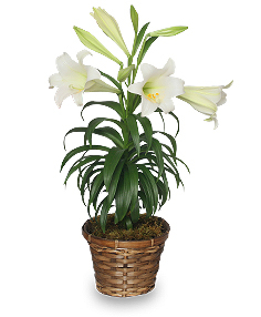 Easter Lily Plant
