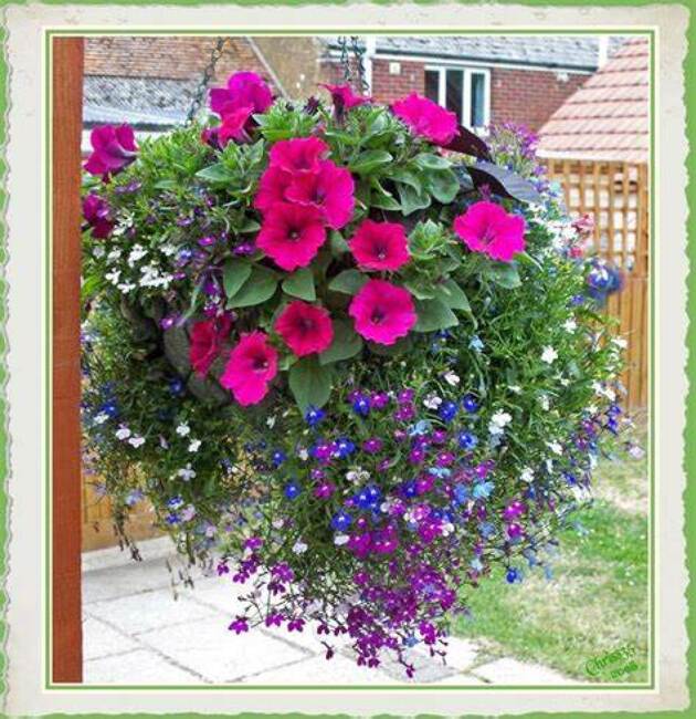 Hanging Basket from Verzaals Florist and Events in Wilmington, NC