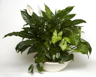 Green Planter from Verzaal's Florist & Events in Wilmington