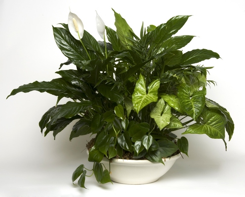 Dish Garden from Verzaals Florist and Events in Wilmington, NC