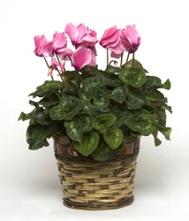 Cyclamen from Verzaal's Florist & Events in Wilmington