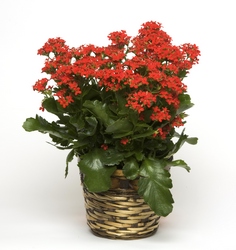 Simply Happy Kalanchoe from Verzaal's Florist & Events in Wilmington