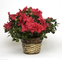 Wilmington Azalea from Verzaal's Florist & Events in Wilmington