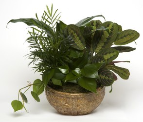 Dishgarden  from Verzaal's Florist & Events in Wilmington