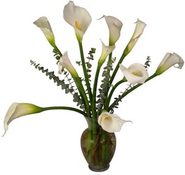 Cala Lily