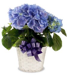 Blooming Plant  from Verzaal's Florist & Events in Wilmington