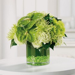 Go Green from Verzaal's Florist & Events in Wilmington