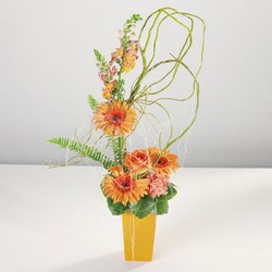 Hello There Gerbera! from Verzaal's Florist & Events in Wilmington