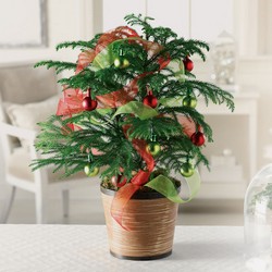 Jolly Norfolk Island Pine from Verzaal's Florist & Events in Wilmington