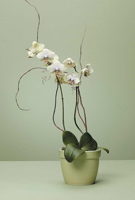 Orchid Plant from Verzaals Florist and Events in Wilmington, NC