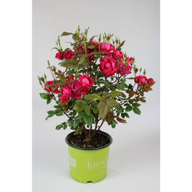 The Blooming Bush from Verzaals Florist and Events in Wilmington, NC