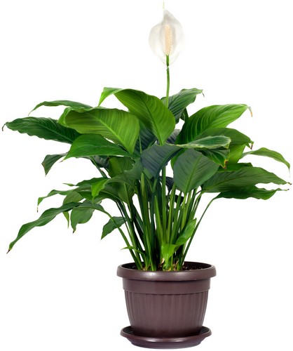 Peace lily from Verzaals Florist and Events in Wilmington, NC