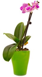 Orchid from Verzaal's Florist & Events in Wilmington