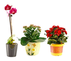 Combination Planter from Verzaal's Florist & Events in Wilmington