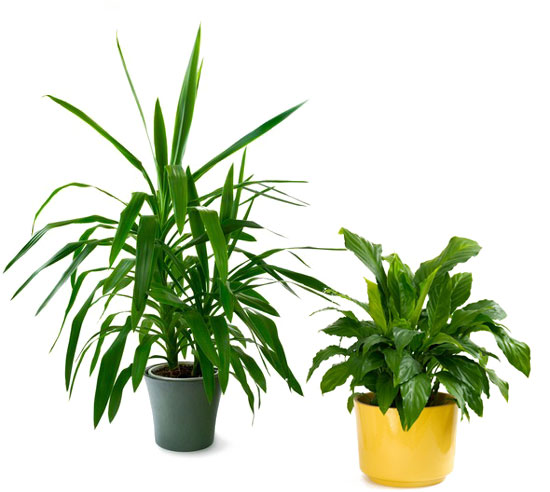 Plant Combo from Verzaals Florist and Events in Wilmington, NC