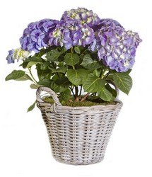Hydrangea from Verzaal's Florist & Events in Wilmington