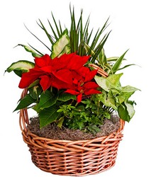 poinsettia garden from Verzaal's Florist & Events in Wilmington