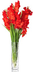 Glads from Verzaal's Florist & Events in Wilmington
