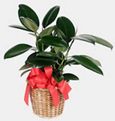 Rubber Tree from Verzaals Florist and Events in Wilmington, NC