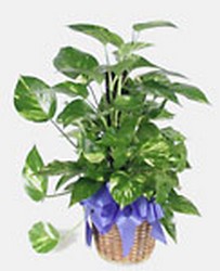 Pothos from Verzaal's Florist & Events in Wilmington