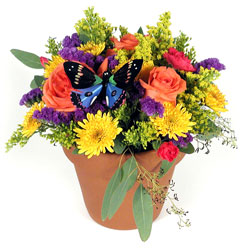 Butterfly Garden from Verzaal's Florist & Events in Wilmington