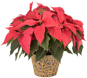 Merry Poinsettia from Verzaal's Florist & Events in Wilmington